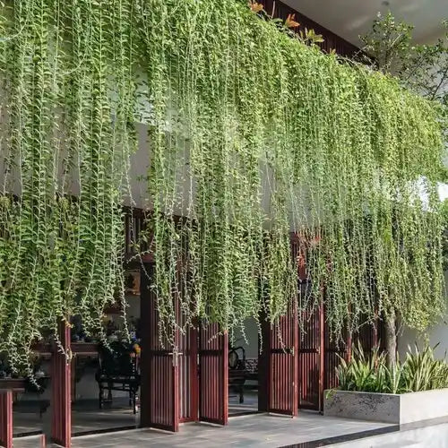 Curtain Creeper Plant, Parda bel, Vernonia Creeper Live Plant