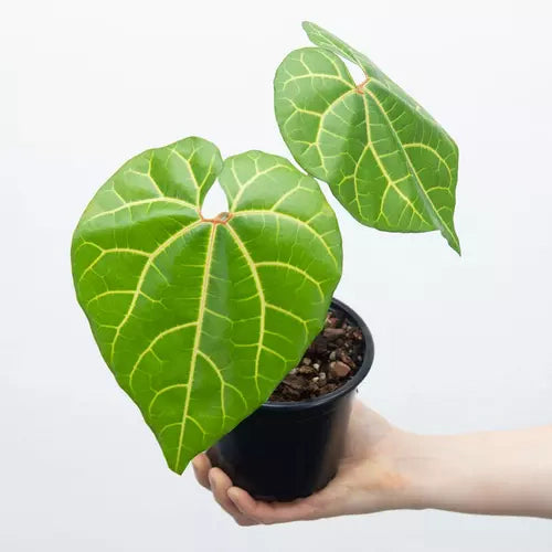 Aristolochia Leuconeura - Rare Plant