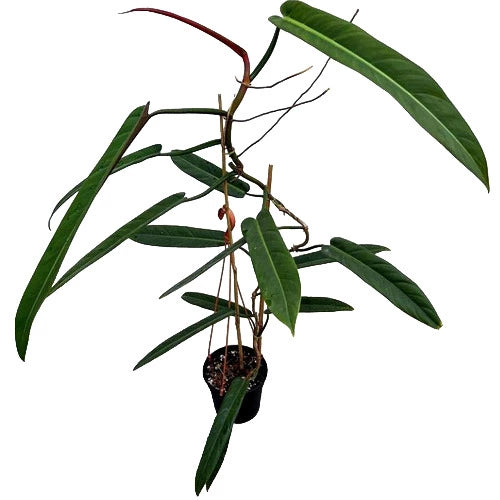Philodendron Bicolor - Rare