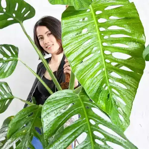 Monstera Lechleriana - Rare