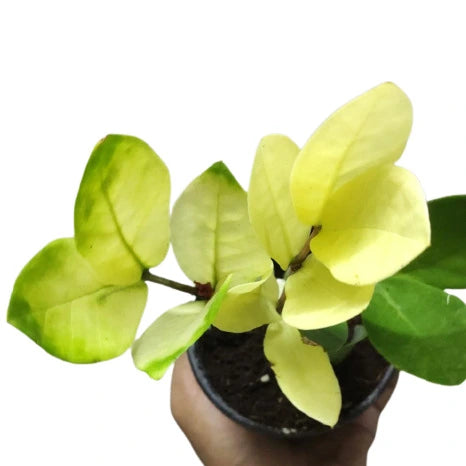 ZZ Plant Yellow Variegated - Rare