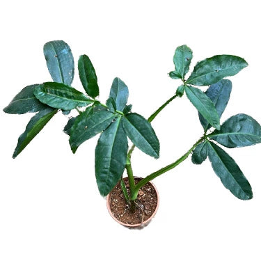 Syngonium Auritum / Five fingers - Big plant