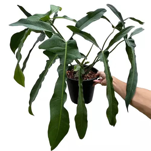 Philodendron Longilobatum Lelano Miyano- Rare
