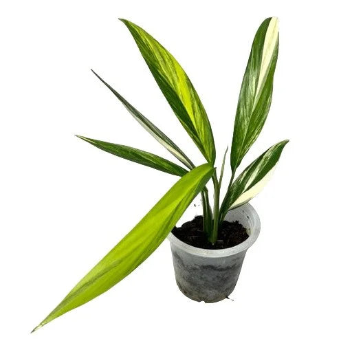 EPIPREMNUM AMPLISSIMUM AUREA VARIEGATED- Big Plant