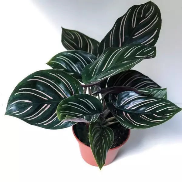 Calathea Ornata Pinstripe