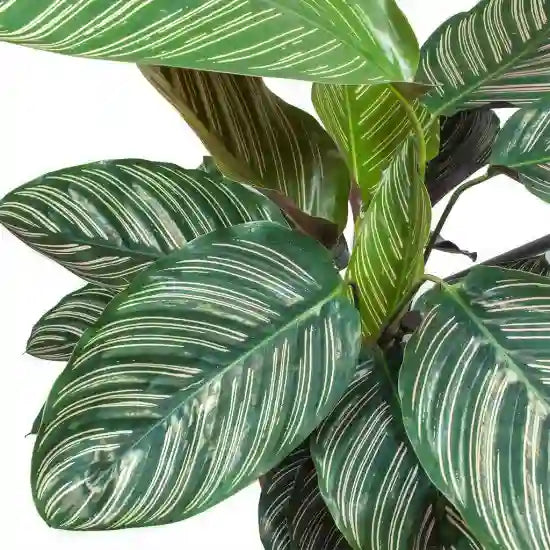 Calathea Sanderiana - Pin-Stripe Calathea