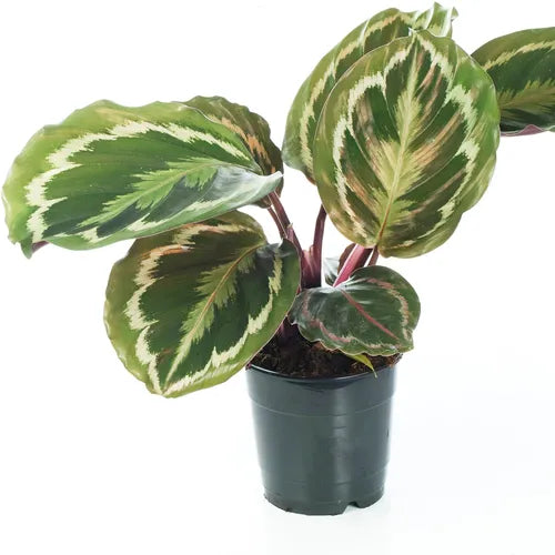 Calathea Roseopicta, Medallion