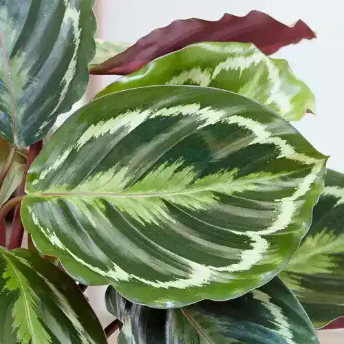 Calathea Roseopicta, Medallion