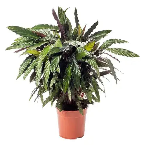 Calathea "Furry Feather" (Calathea rufibarba)