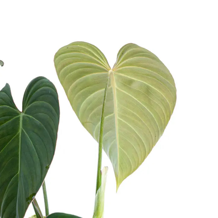 Philodendron Glorious - Rare
