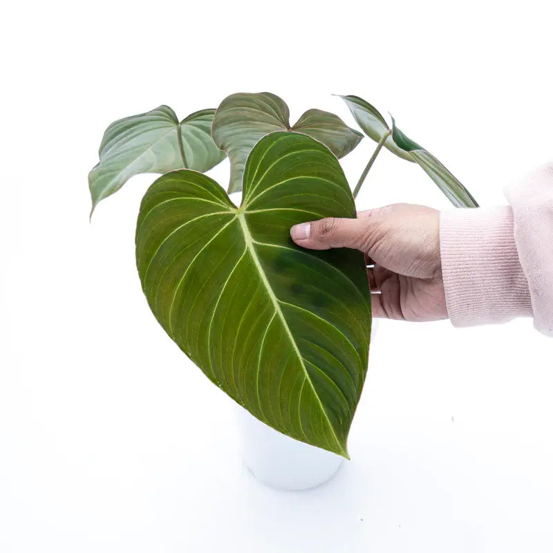 Philodendron Glorious - Rare