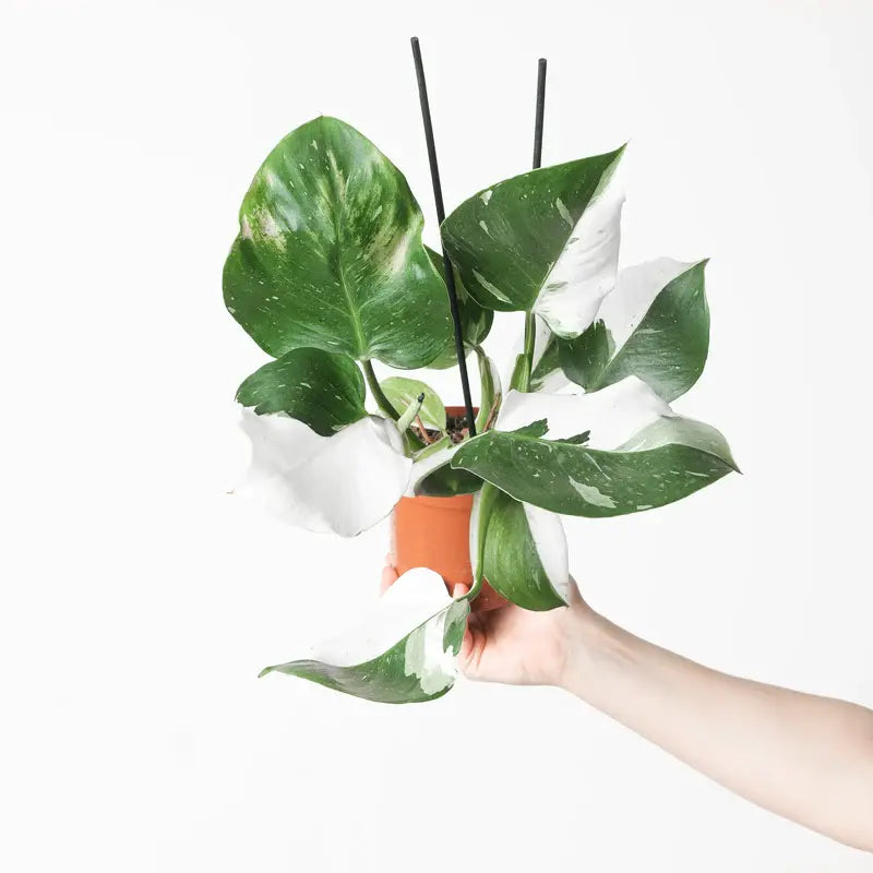 Philodendron 'White Wizard'- Rare