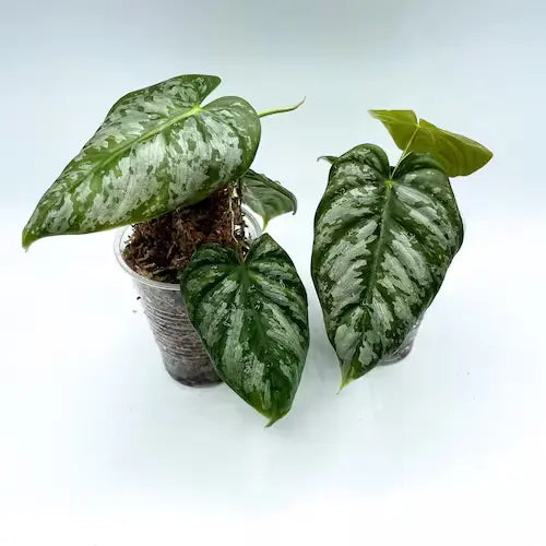 Philodendron Brandtianum Wild Form- Rare