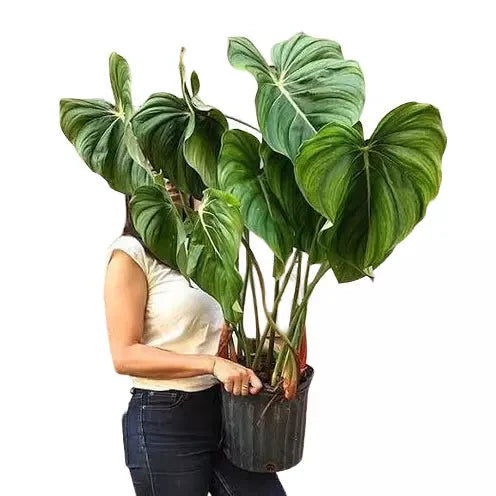 Philodendron Pastazanum- Rare