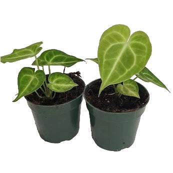 Anthurium Clarinervium - Rare - SMALL