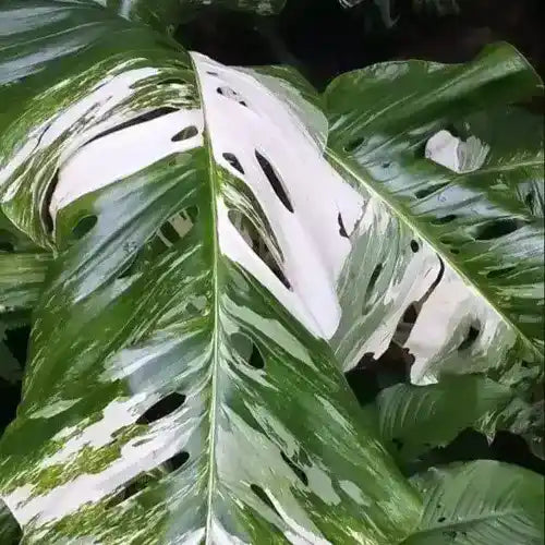 Monstera Lechleriana Variegated- Rare