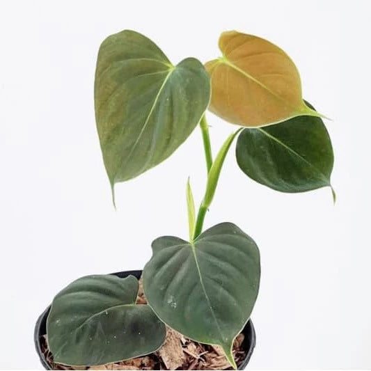 Philodendron Lupinum- Rare Plants