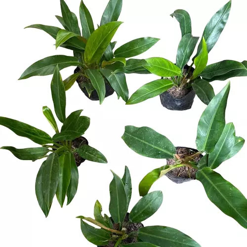 Philodendron Green Orlando