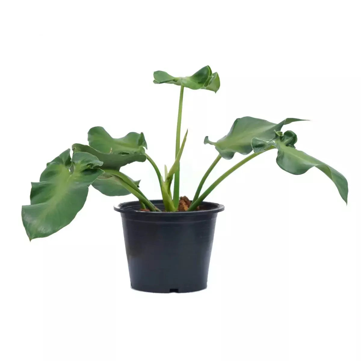 Philodendron Rugosum Aberrant Form- Rare