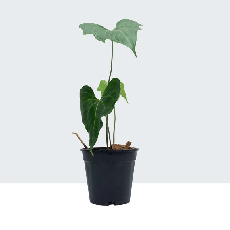 Pedatoradiatum Anthurium- Rare - Juvenile