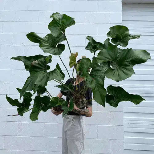 Anthurium Brownie- Rare