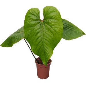 Anthurium Formosum-Rare