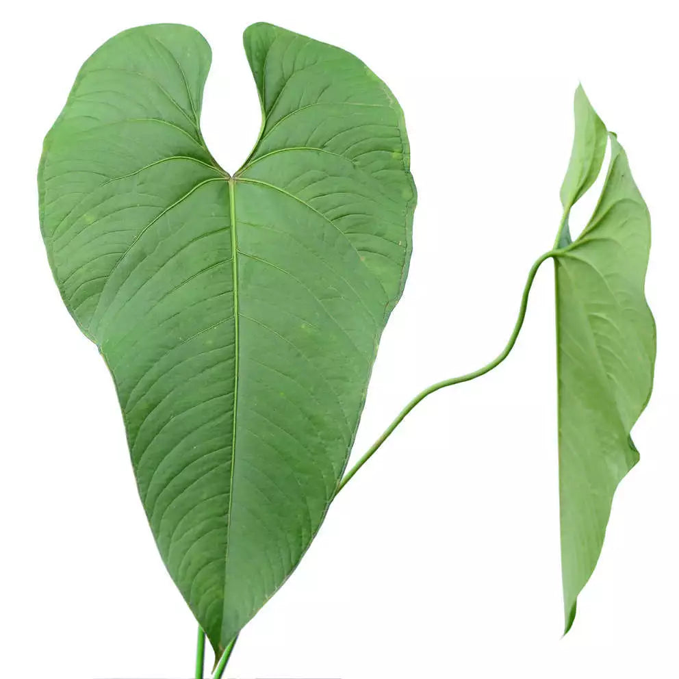Anthurium Formosum-Rare