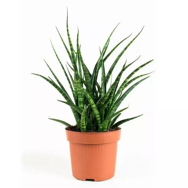 Sansevieria Mikado - Multiple Shoots
