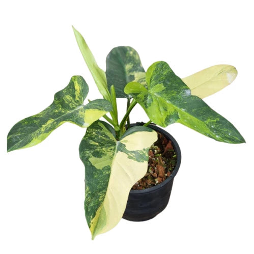 Philodendron Bipennifolium Variegated - Rare