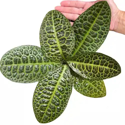 Labisia Turtle Back - Rare