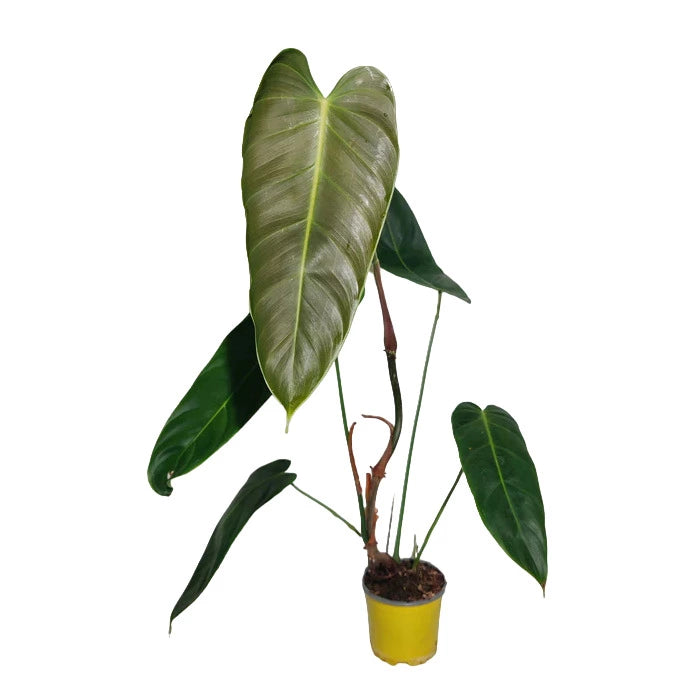 Philodendron Esmeraldense- Rare