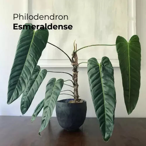 Philodendron Esmeraldense- Rare