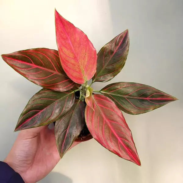 Red Vein Aglaonema - Rare