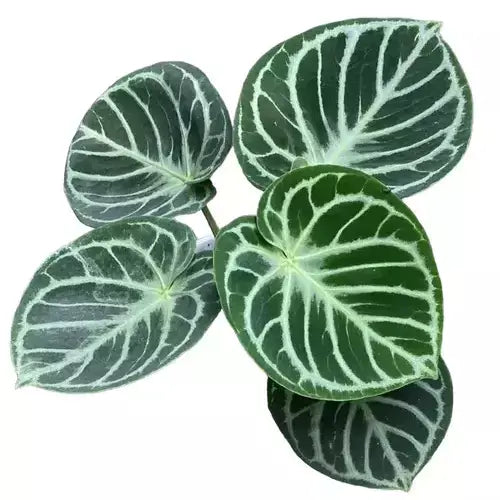 Dorayaki Domino Pure - Rare