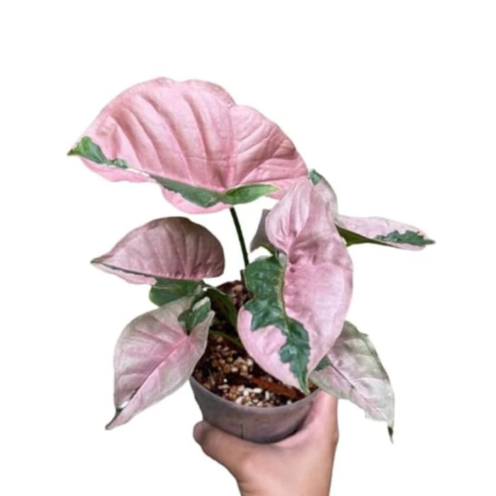 Syngonium Pink Lava - Rare