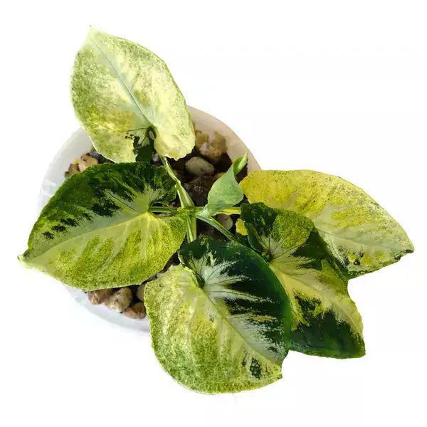 SYNGONIUM SCRAMBLED EGGS -Rare