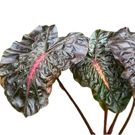 Colocasia Pinkey Heart- Rare