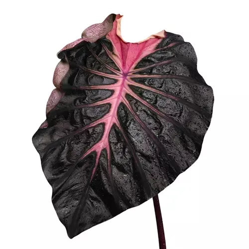 Colocasia Psylocke - Rare