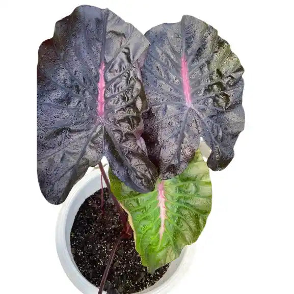 Colocasia Pinkey Heart- Rare
