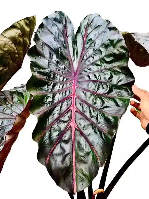 Colocasia Naga Bles - Rare
