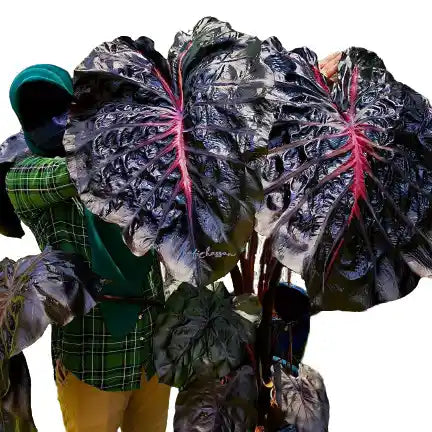 Colocasia Black Lava - Rare