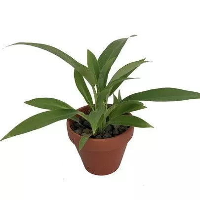 Philodendron Little Phil