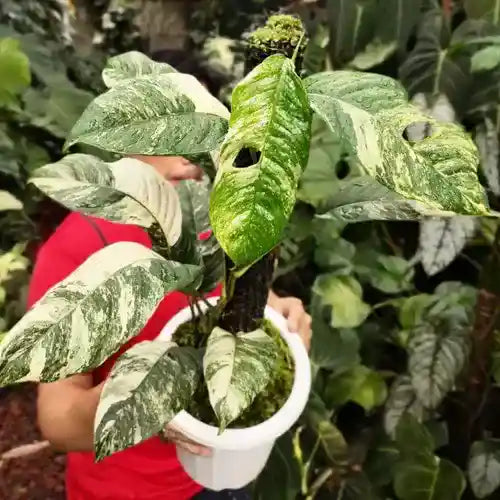 Rhaphidophora Puberula Variegated (Very Rare)