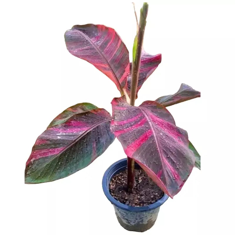 Musa Nono Pink Variegated Banana - Very Rare