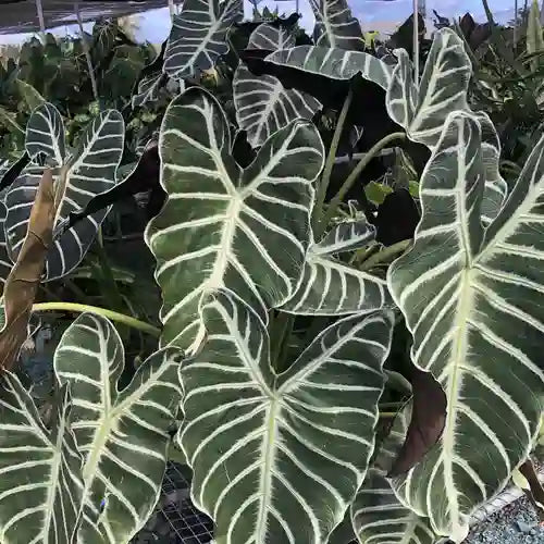 Alocasia Longiloba Grandis- Rare