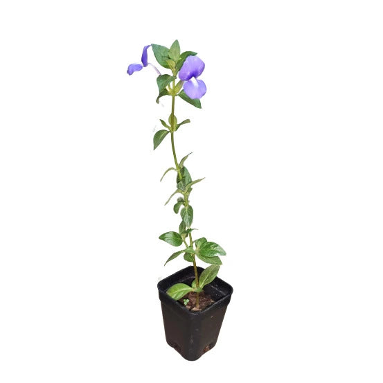 Brazilian Snapdragon