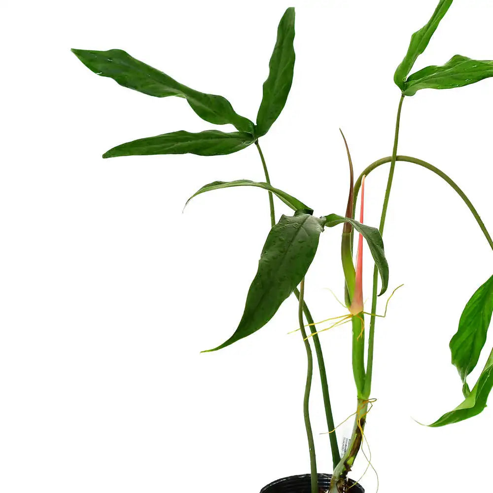 Philodendron Paloraense (Bigplant) - Rare