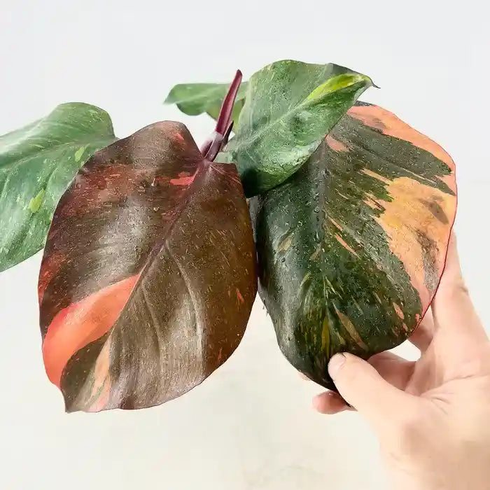 Philodendron Orange Princess Variegated- Very Rare