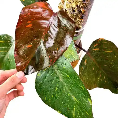 Philodendron Orange Princess Variegated- Very Rare