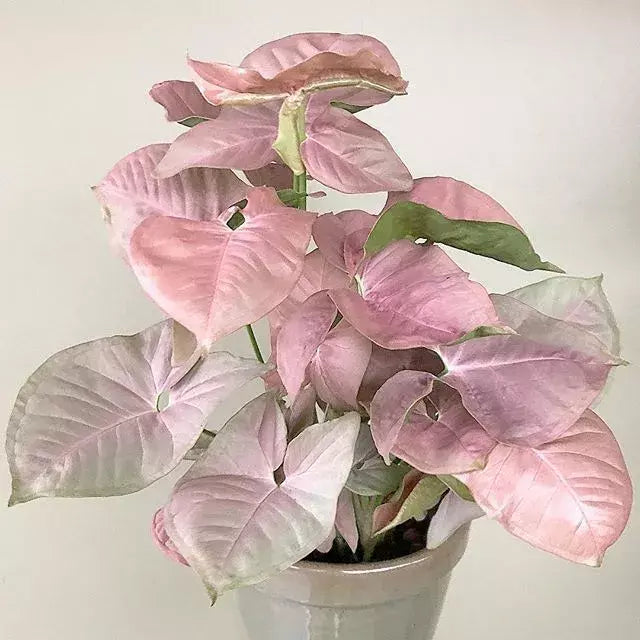 Pink Syngonium Live Plant